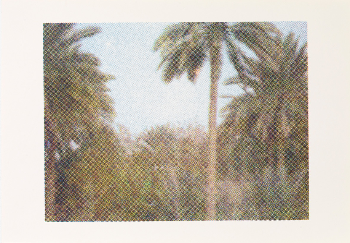 Palm Trees of Iraq